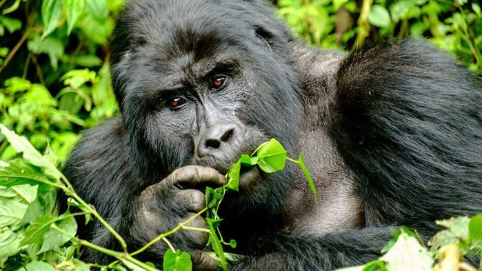 Silverback i Bwindi National Forest