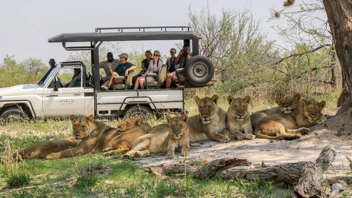 Flock lejon i Hwange nationalpark. Bild: Imvelo Safari Lodges
