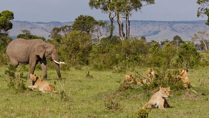 safari tanzania eller sydafrika