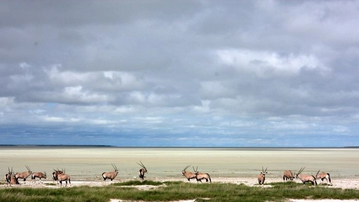 Salt pan, Etosha