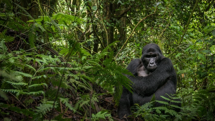 Gorillaspaning i Uganda